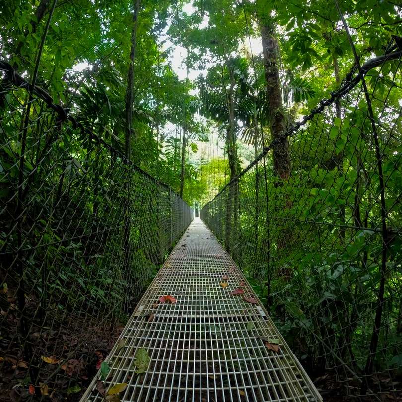 fekete fém hálós kerítés a zöld fák közelében, nappal online puzzle