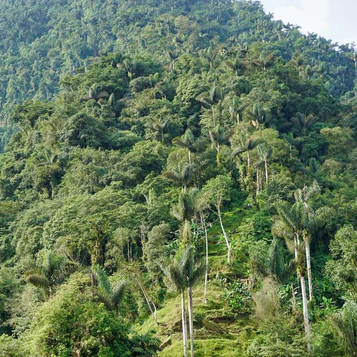 πράσινα δέντρα στο βουνό κατά τη διάρκεια της ημέρας online παζλ