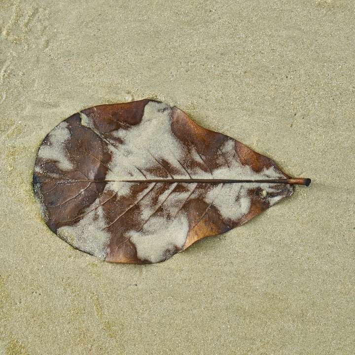 brunt blad på brun sand glidande pussel online