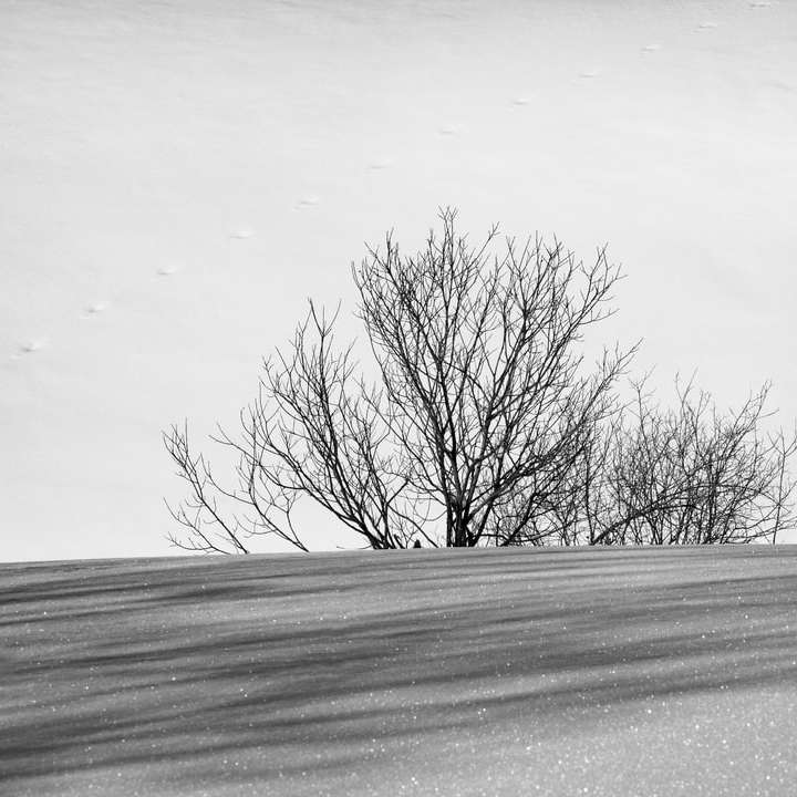雪に覆われたフィールドに葉のない木 スライディングパズル・オンライン