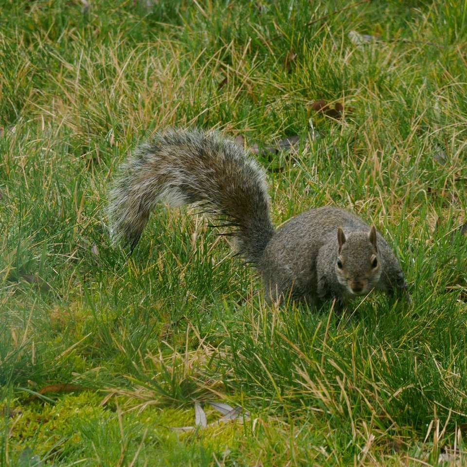 szürke mókus nappal a zöld füvön csúszó puzzle online