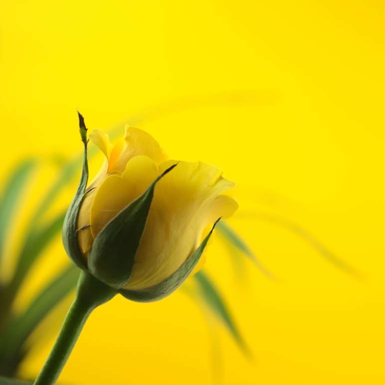 gul blomma i makrolins Pussel online