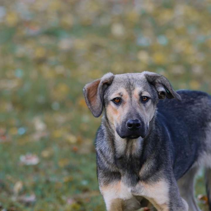 коричневий і чорний короткошерстий собака на зеленій траві поля онлайн пазл