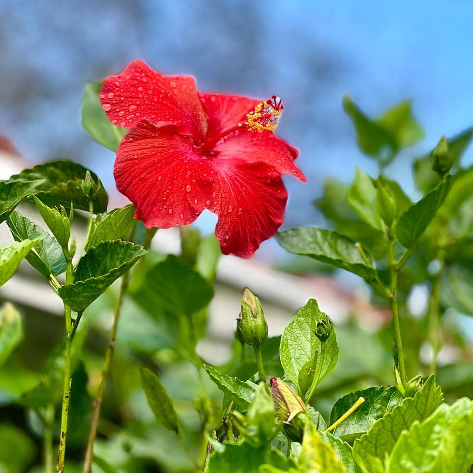 fiore rosso in lente tilt shift puzzle scorrevole online