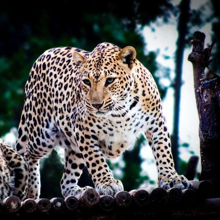 leopardo marrón y negro en fotografía de cerca puzzle deslizante online