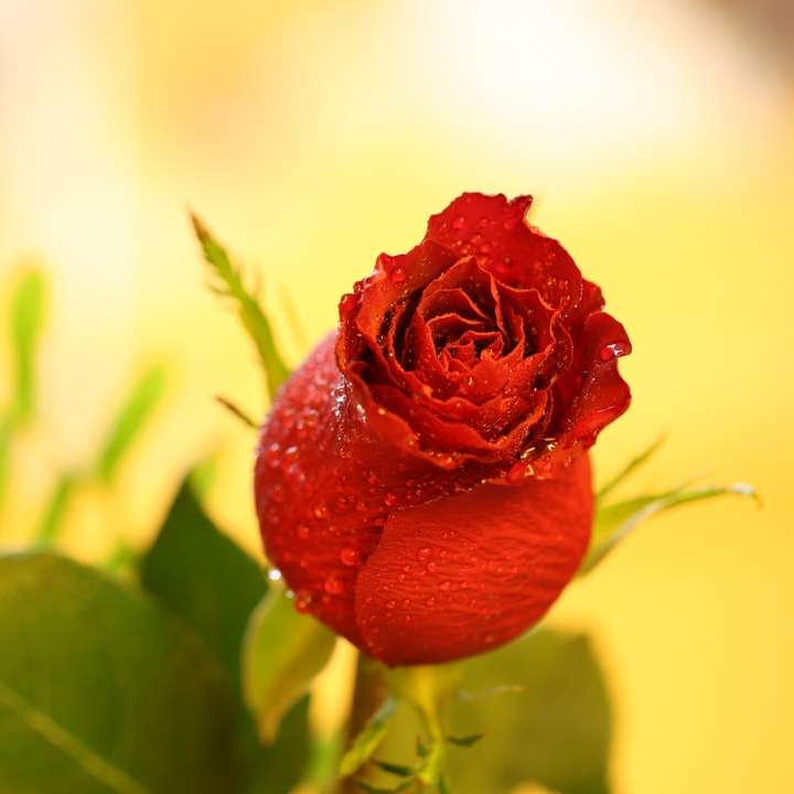 červená růže v květu během dne online puzzle