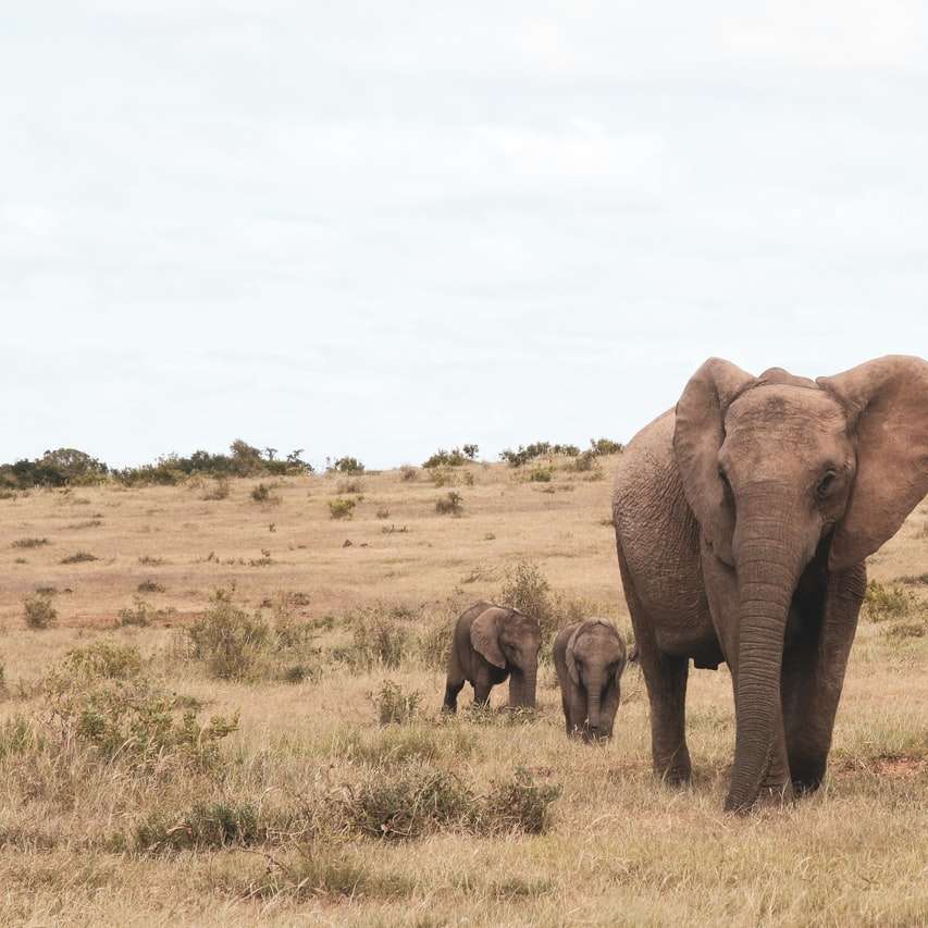 elefante marrom em campo de grama marrom durante o dia puzzle deslizante online