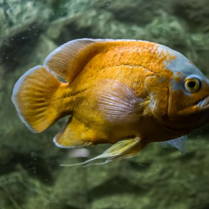 оранжевая и серебряная рыба в воде онлайн-пазл