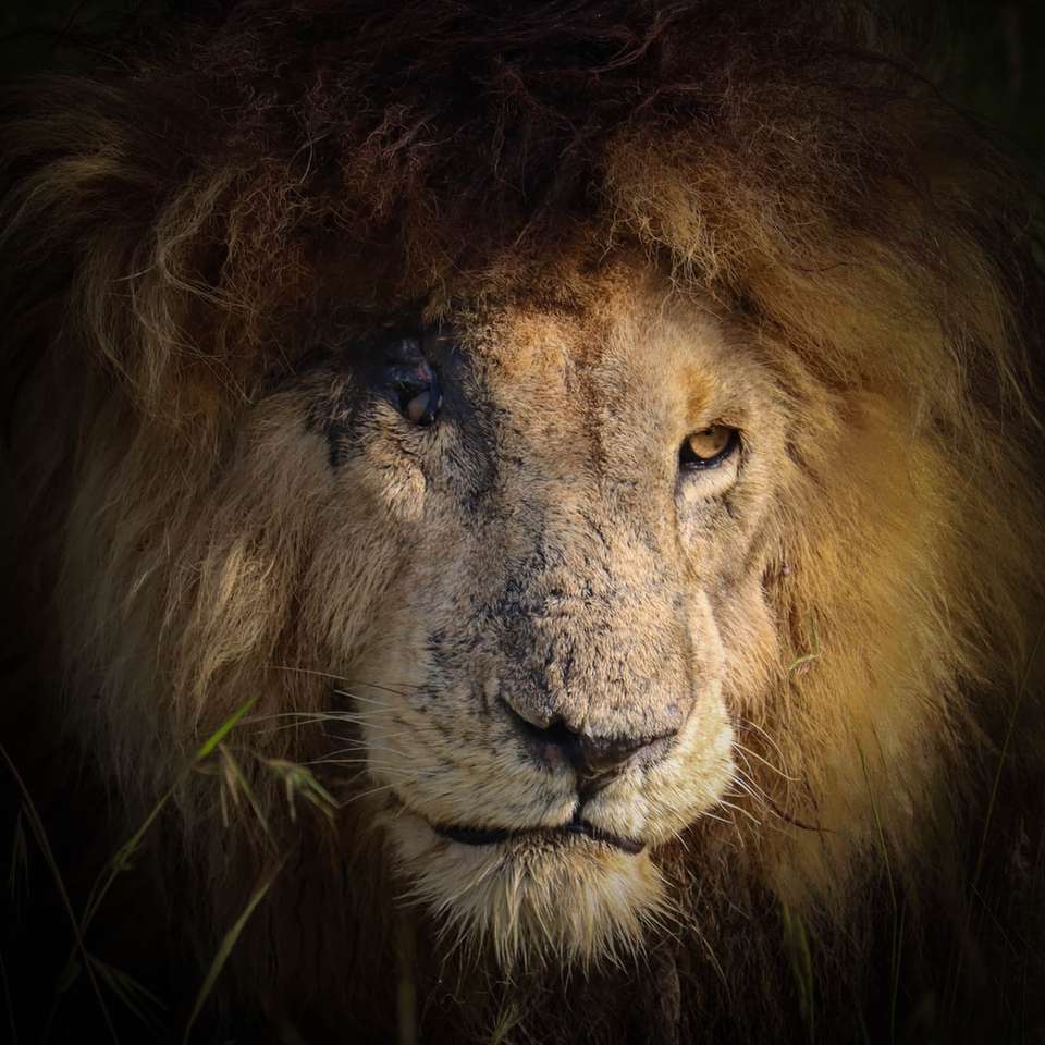 oroszlán feküdt a zöld fűben online puzzle
