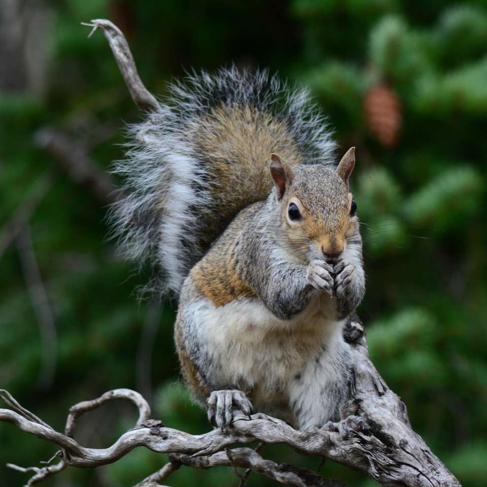 esquilo marrom e branco em galho de árvore durante o dia puzzle online