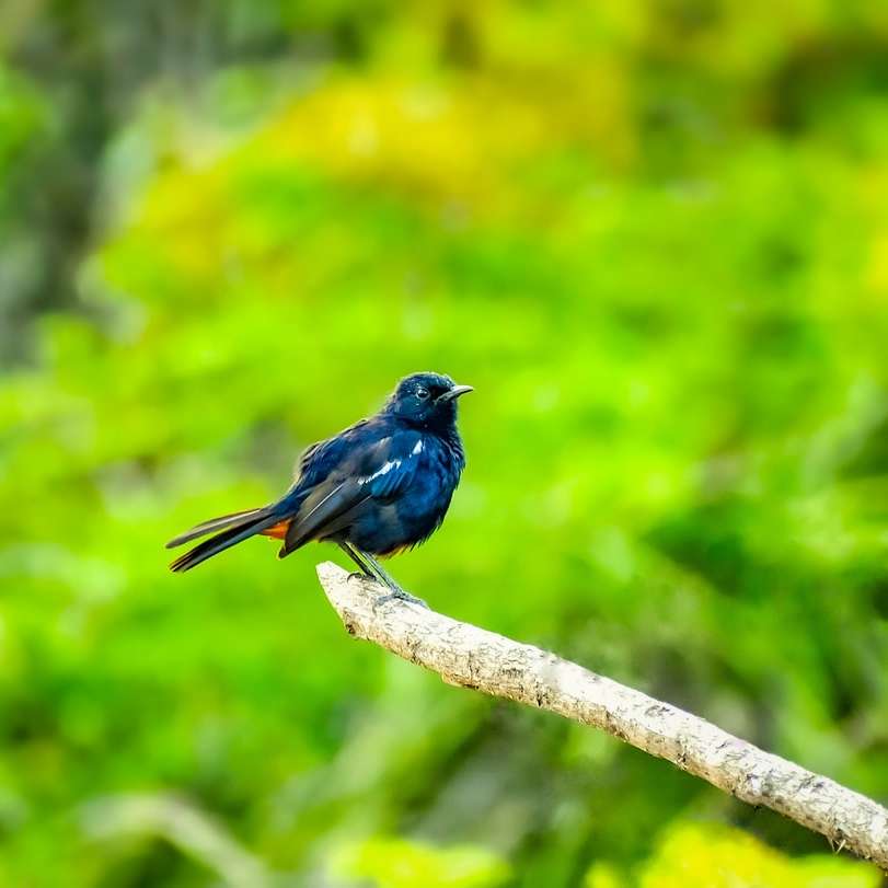 Синяя птица на коричневой ветке дерева в дневное время раздвижная головоломка онлайн