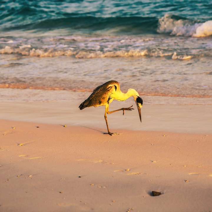gul och svart fågel på stranden under dagtid Pussel online