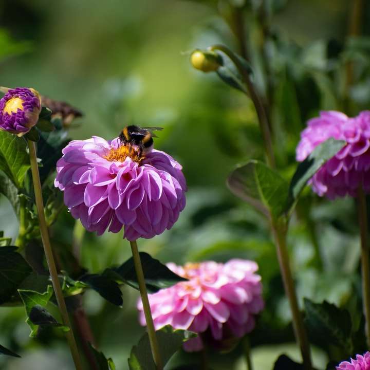 czarna i żółta pszczoła na fioletowym kwiatku puzzle online