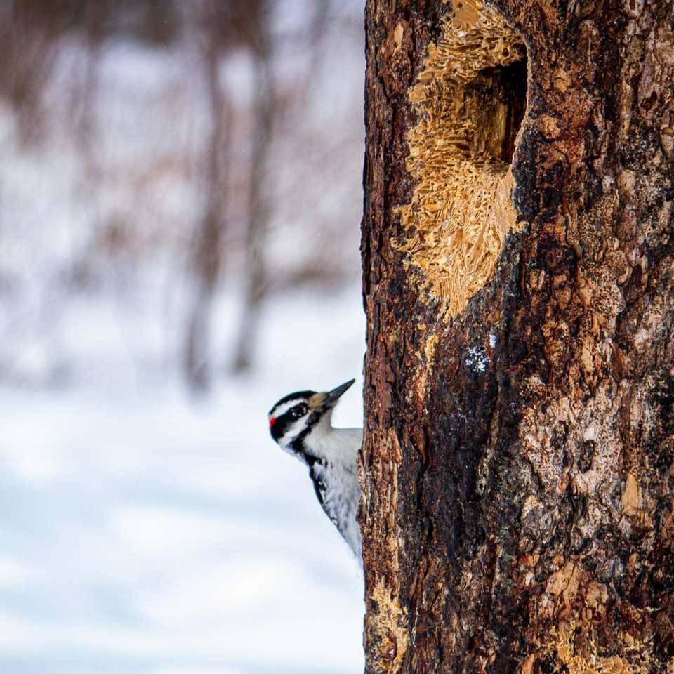 vit och svart fågel på brun trädstam under dagtid glidande pussel online