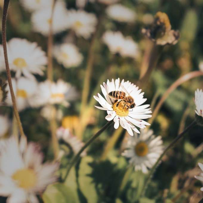 fehér és sárga százszorszép virág virágzik napközben csúszó puzzle online