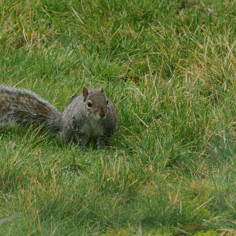 graues Eichhörnchen auf grünem Gras während des Tages Schiebepuzzle online