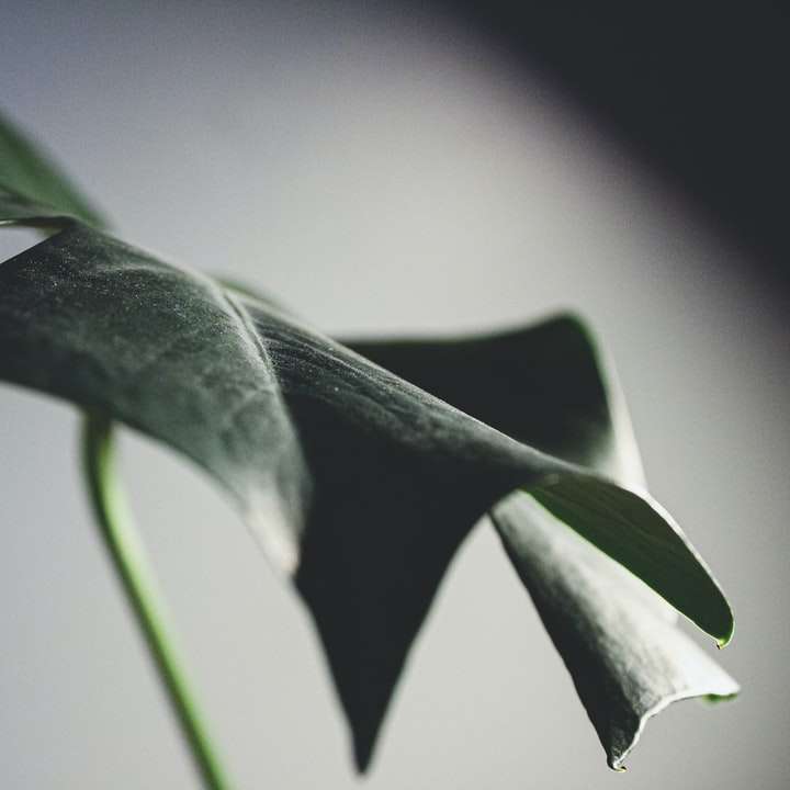 zielony liść w fotografii z bliska puzzle przesuwne online