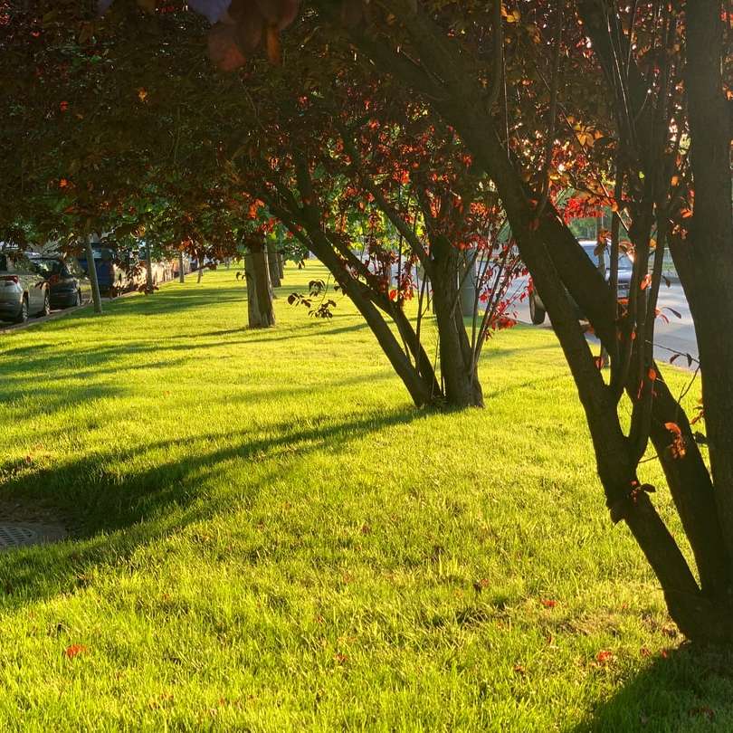 brązowe drzewo na zielonym polu trawy w ciągu dnia puzzle online