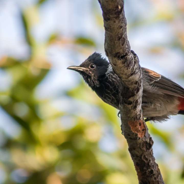zwarte en grijze vogel op bruine boomtak overdag online puzzel
