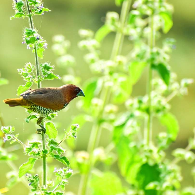 uccello marrone e nero sulla pianta verde durante il giorno puzzle online