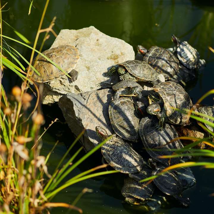 zwarte en grijze schildpad op grijze rots schuifpuzzel online