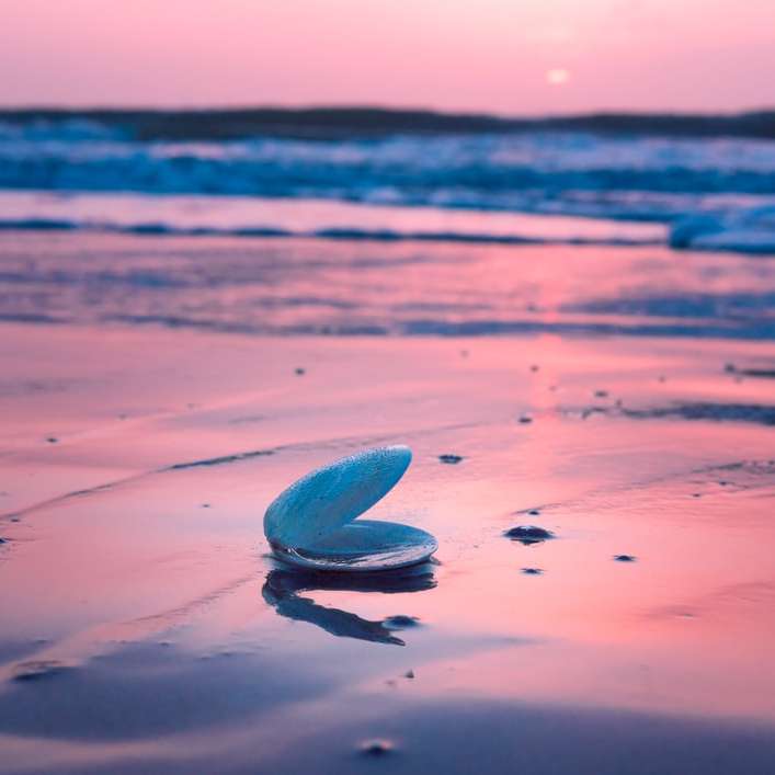 синя и бяла морска черупка на морския бряг през деня плъзгащ се пъзел онлайн