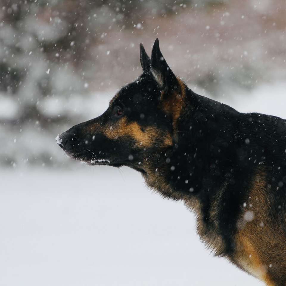schwarz-brauner deutscher schäferhund auf schneebedecktem boden Online-Puzzle