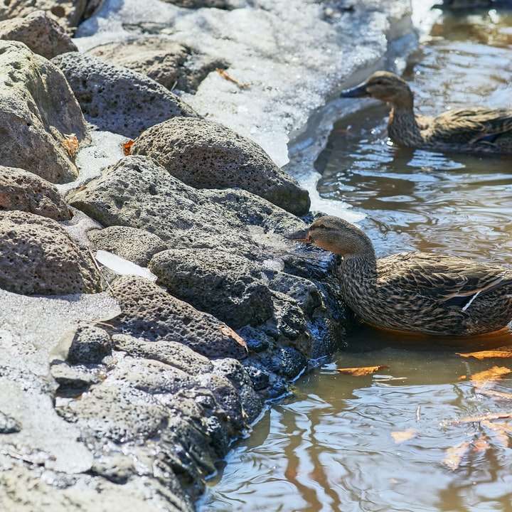 brązowa kaczka na wodzie w ciągu dnia puzzle online