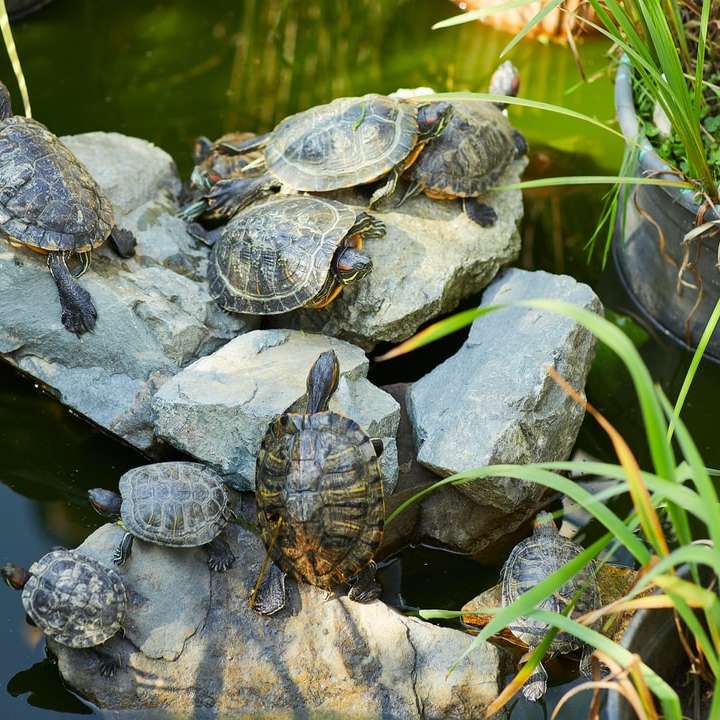 καφέ και μαύρη χελώνα στο νερό online παζλ