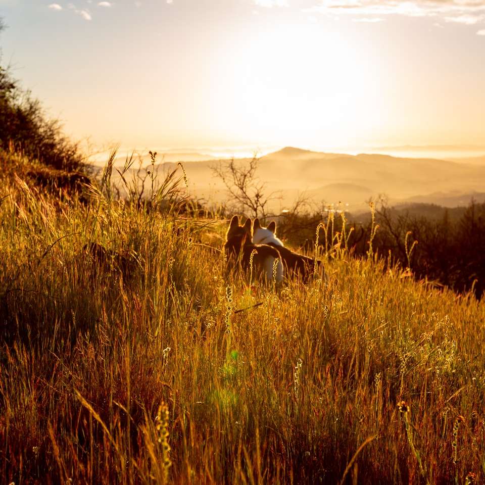 brązowy i biały koń na zielonej trawie podczas zachodu słońca puzzle przesuwne online