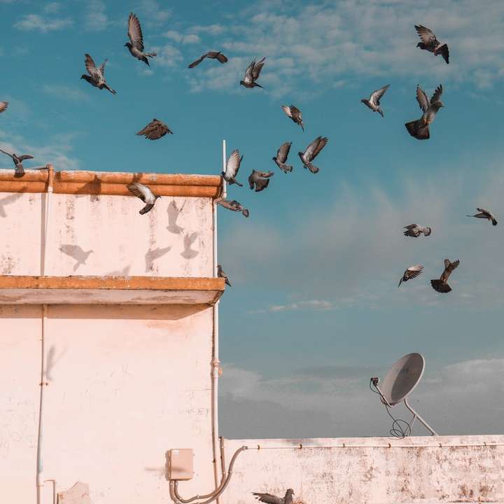 stormo di uccelli che sorvolano l'edificio durante il giorno puzzle scorrevole online
