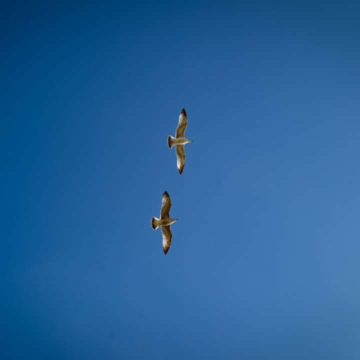 昼間に青い空の下を飛んでいる3羽の鳥 スライディングパズル・オンライン