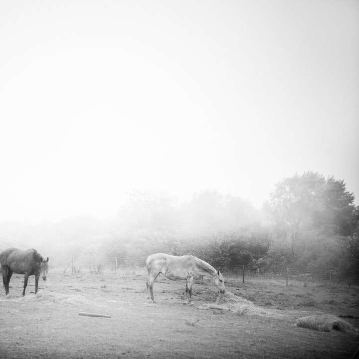 τρία άλογα σε γκρι πεδίο συρόμενο παζλ online
