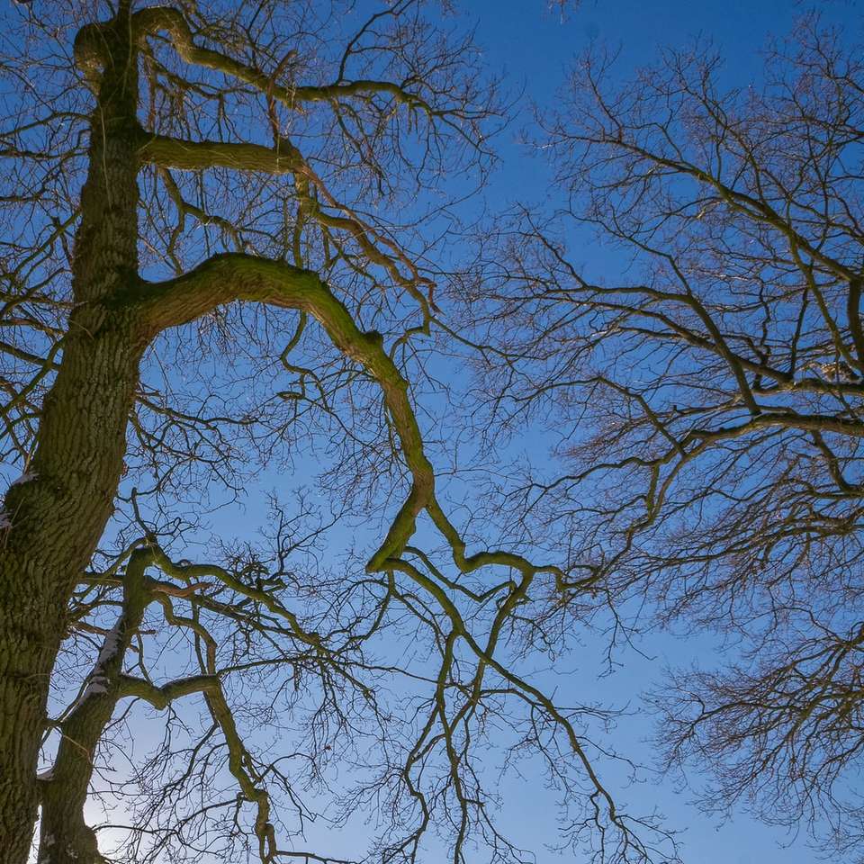 brunt kalt träd under blå himmel under dagtid Pussel online