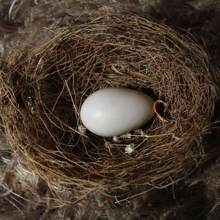 white egg on brown nest sliding puzzle online