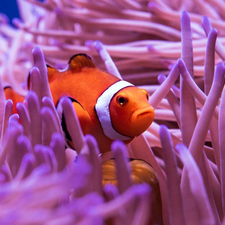 peixe-palhaço em recife de coral roxo e branco puzzle deslizante online