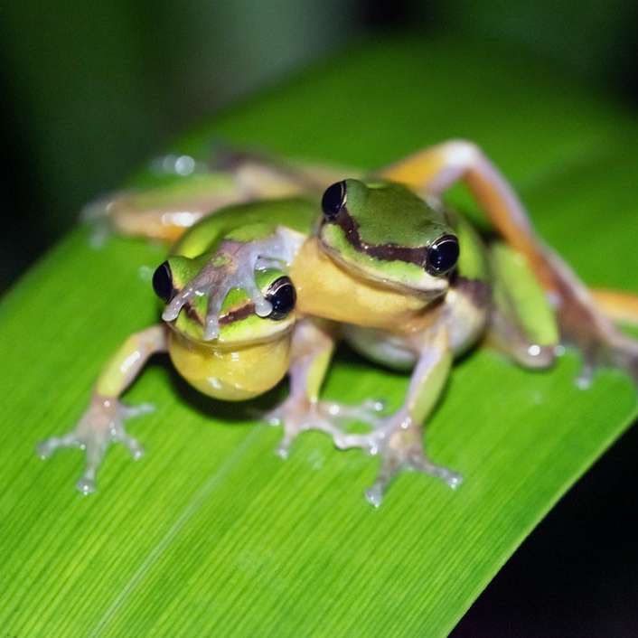 зелена і біла жаба на зеленому листі розсувний пазл онлайн