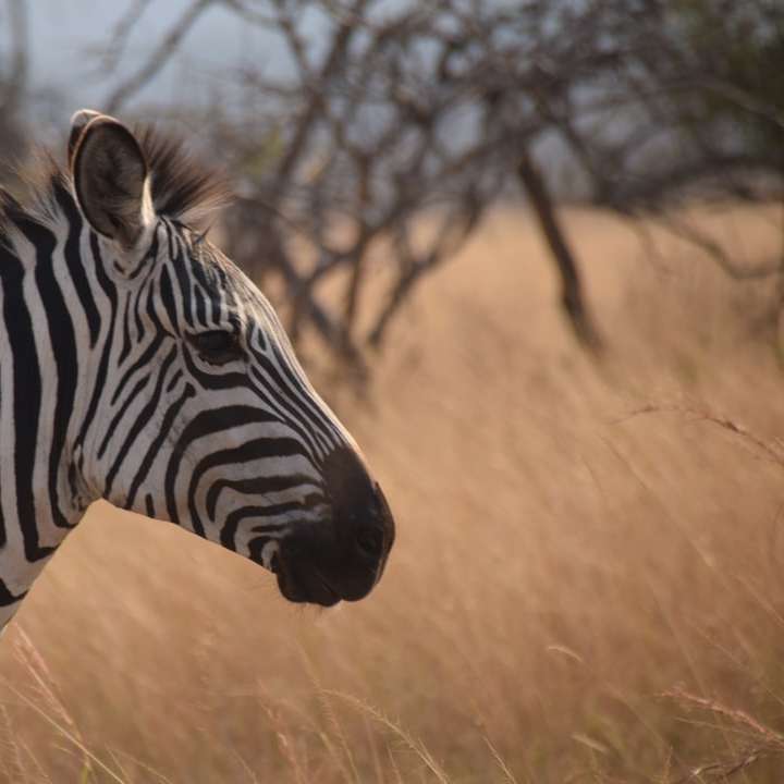 zebra stojąca na polu brązowej trawy w ciągu dnia puzzle przesuwne online