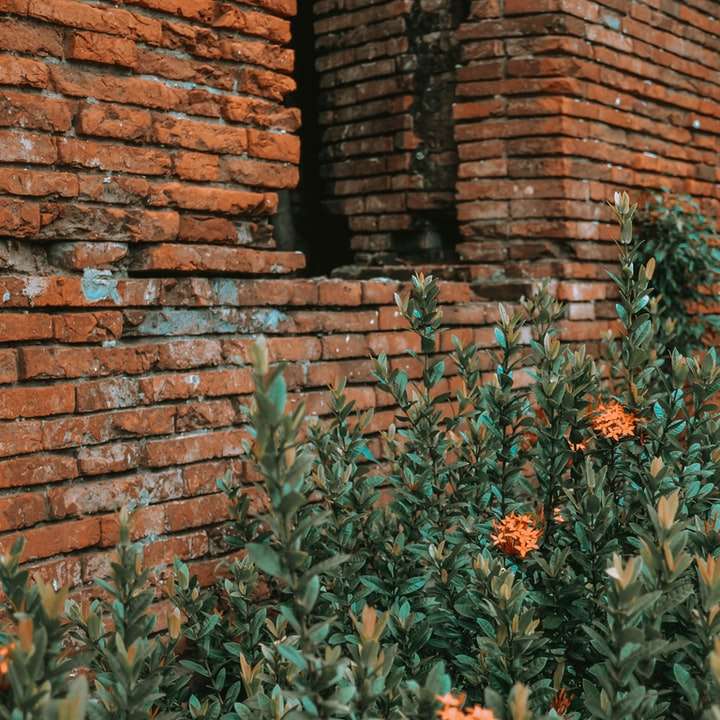 parede de tijolo marrom com plantas verdes puzzle online
