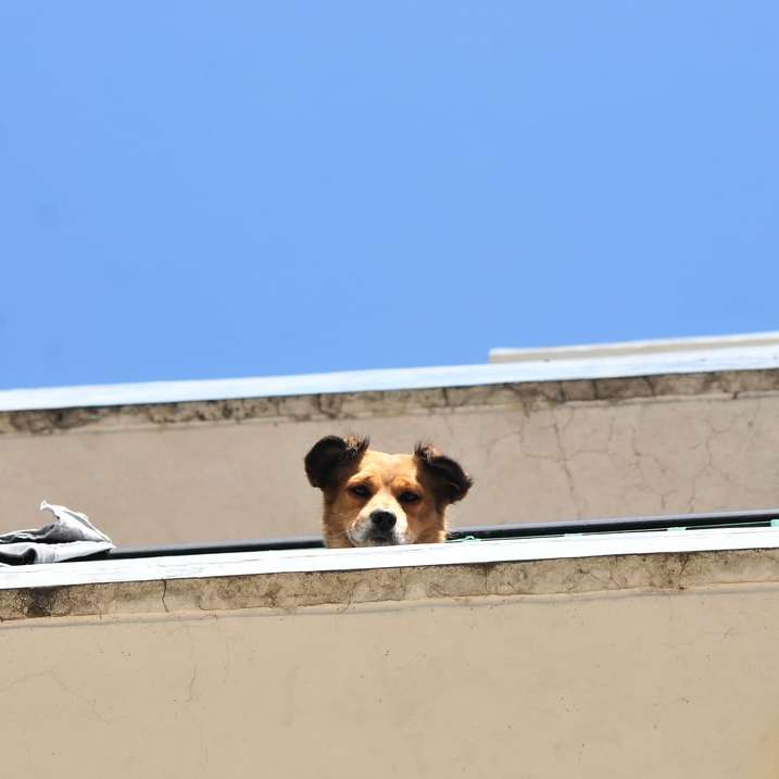 câine maro și alb acoperit scurt pe peretele de beton alb puzzle online