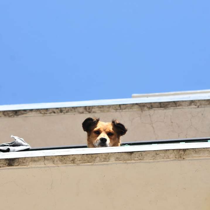 brown and white short coated dog on white concrete wall online puzzle