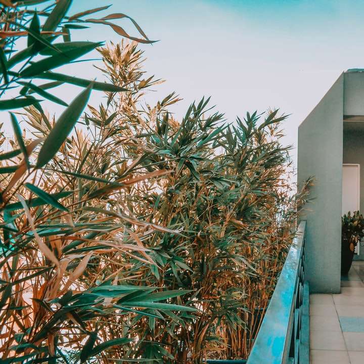 grön palm nära vit betongbyggnad under dagtid glidande pussel online