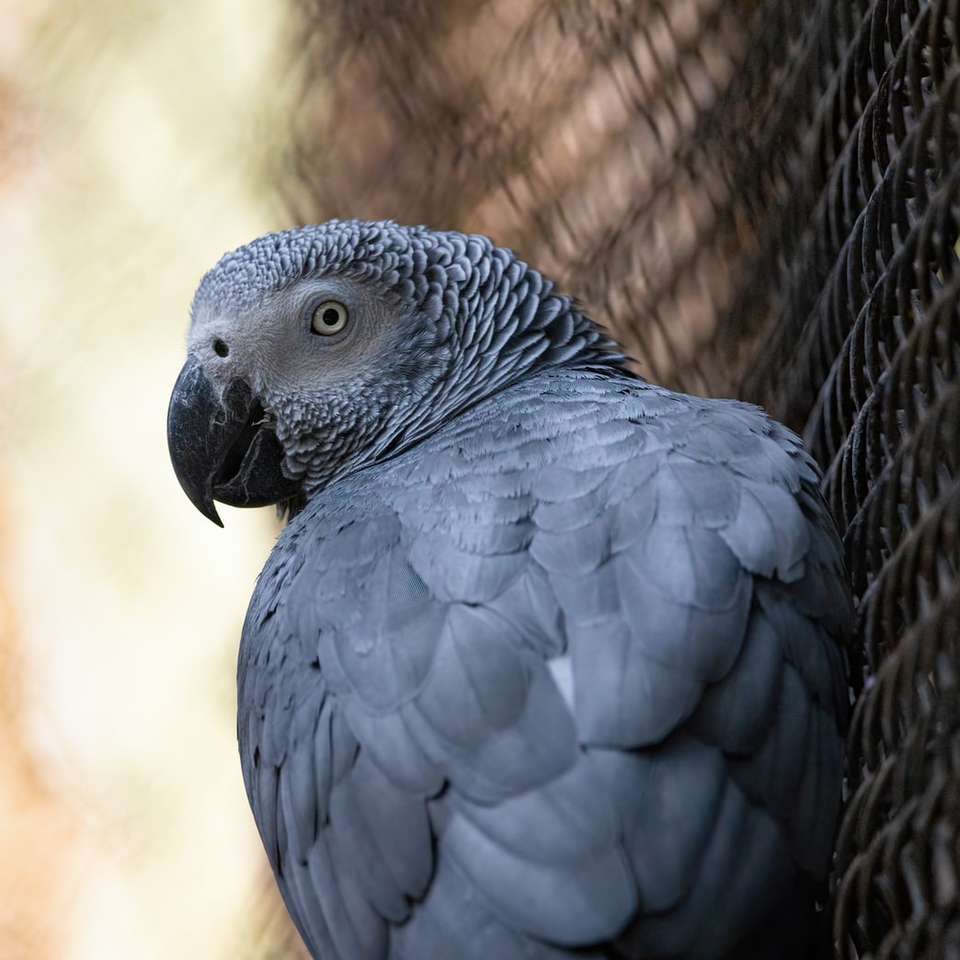μαύρο και άσπρο πουλί σε μαύρο κλουβί συρόμενο παζλ online