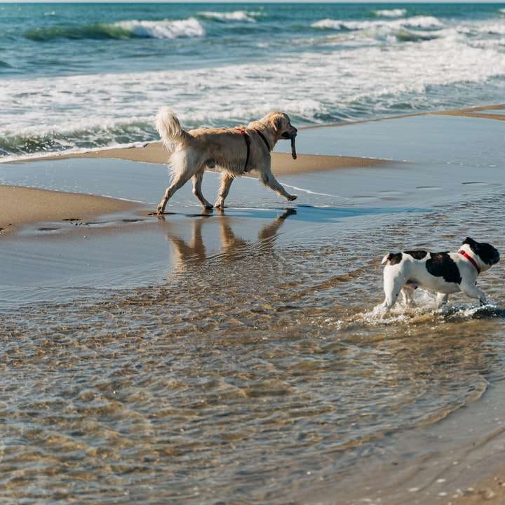 昼間にビーチショアで2匹の犬 オンラインパズル