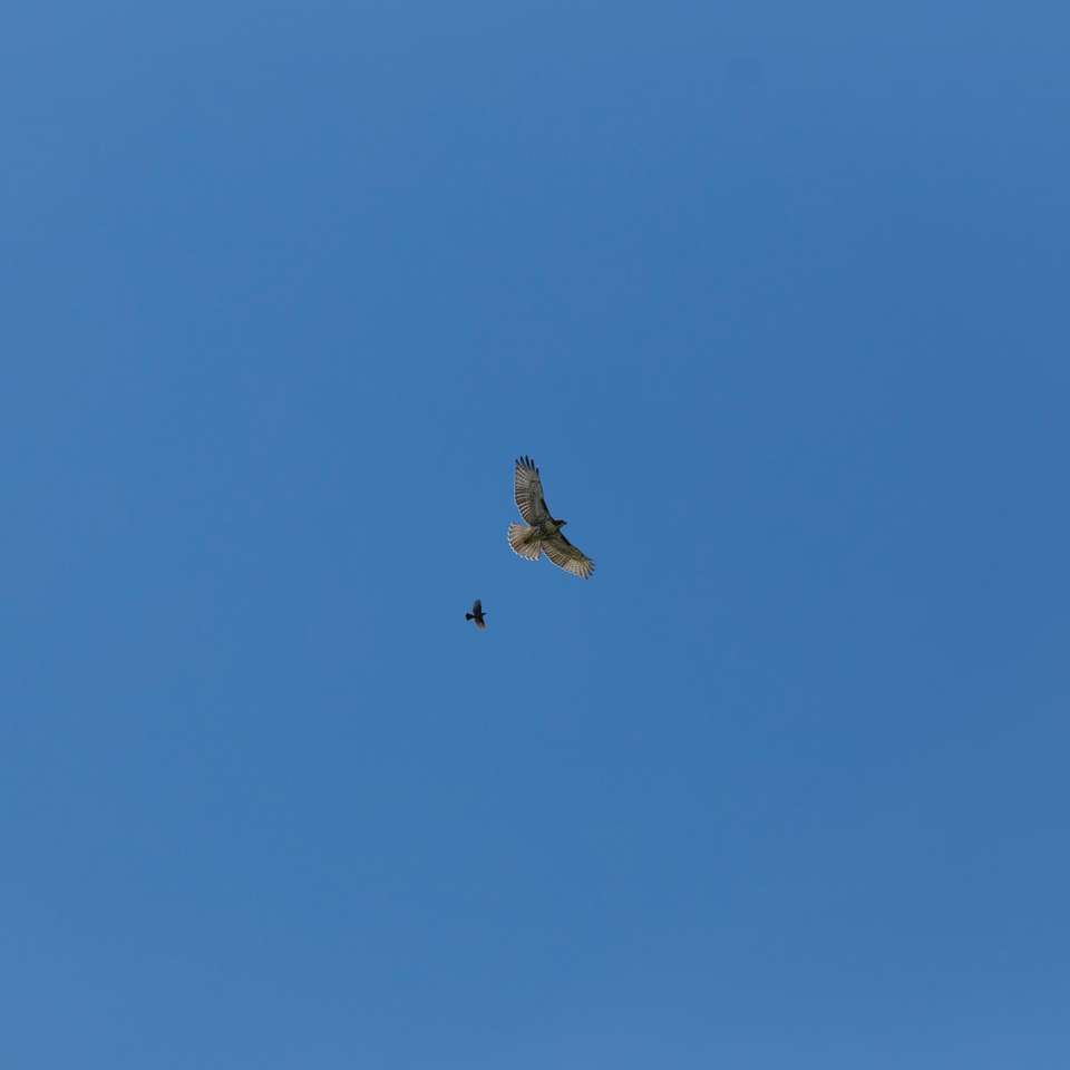 λευκό και μαύρο πουλί που πετά κάτω από το γαλάζιο του ουρανού κατά τη διάρκεια της ημέρας συρόμενο παζλ online