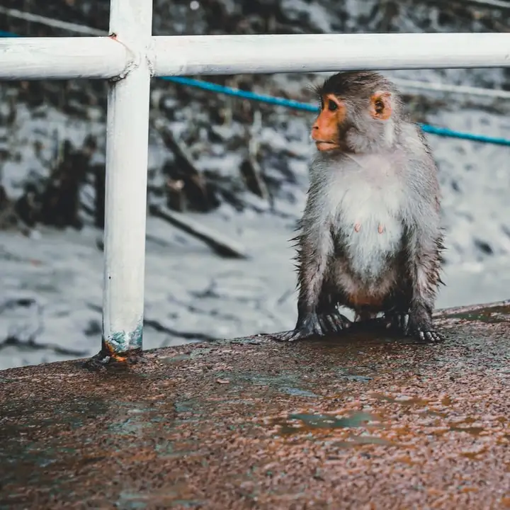 Foto Um macaco branco e preto sentado em um galho de árvore – Imagem de  Árvore no Unsplash