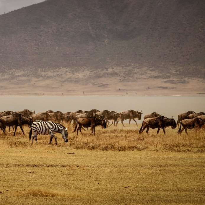 gruppo di zebra sul campo marrone durante il giorno puzzle scorrevole online