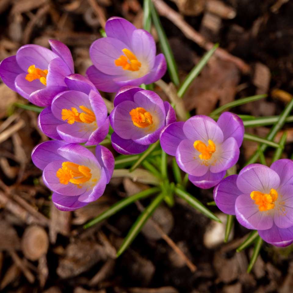 лилави цветя върху кафява почва онлайн пъзел