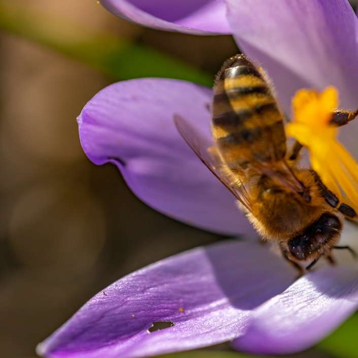 クローズアップ写真で紫色の花にとまるミツバチ スライディングパズル・オンライン