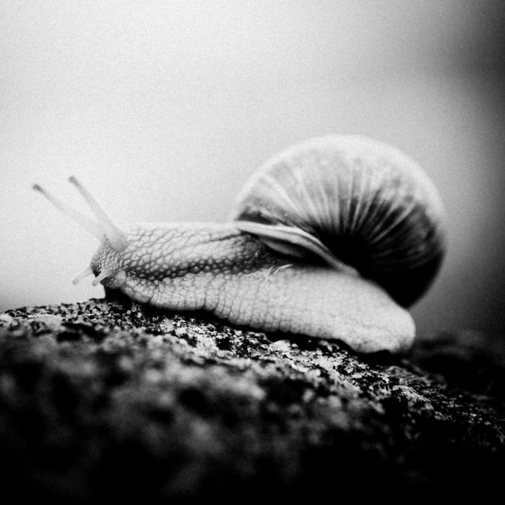 zdjęcie ślimaka w skali szarości na ziemi puzzle przesuwne online